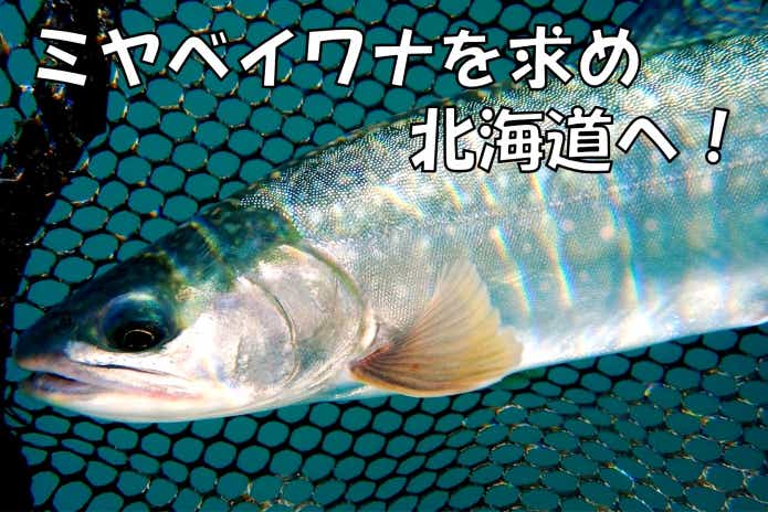ミヤベイワナ　釣り