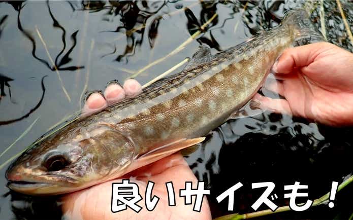 アメマス　ケミチャップ湖