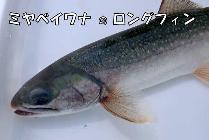 ミヤベイワナ　ロングフィン
