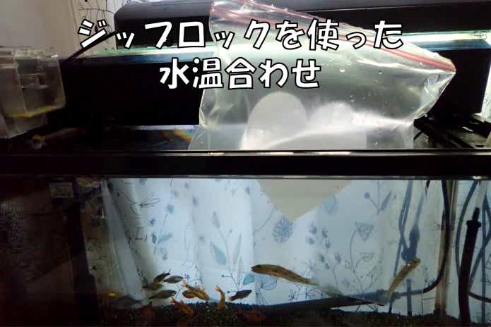ヨシノボリ　飼育　水合わせ