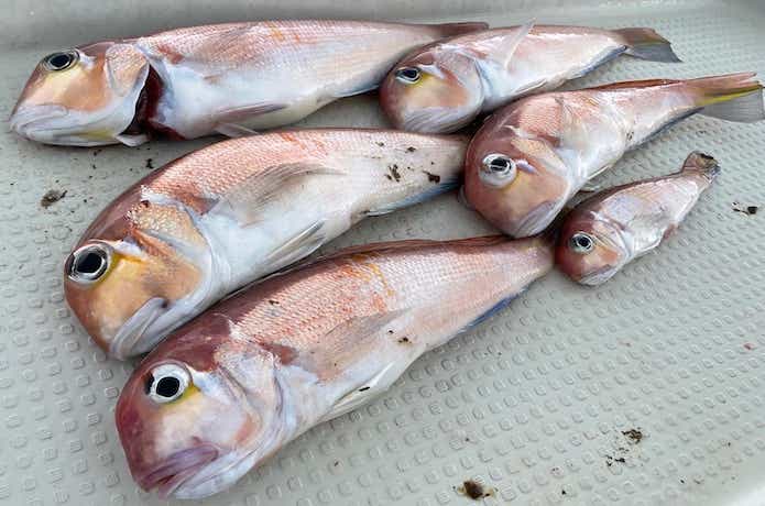 アマダイ釣りの画像