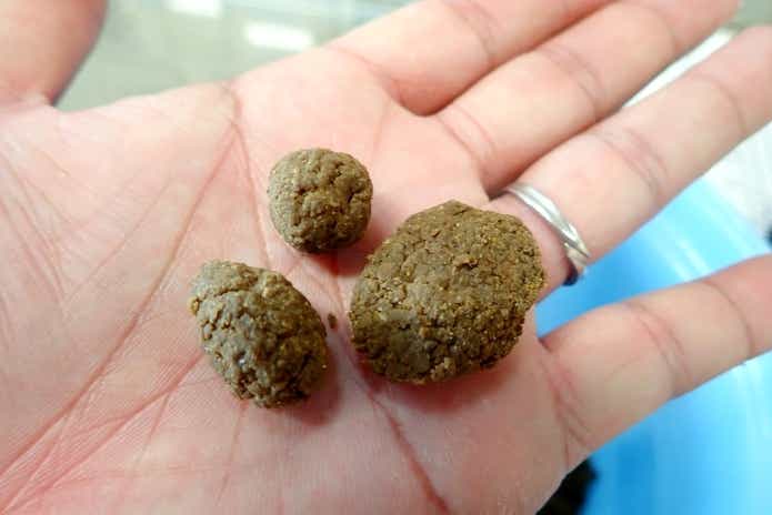 コロソマ釣り　餌