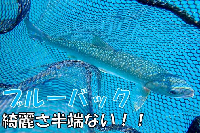ブルーバック　ミヤベイワナ