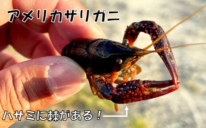 アメリカザリガニ　見分け方