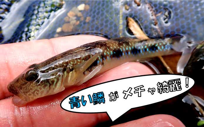 ヨシノボリ　綺麗
