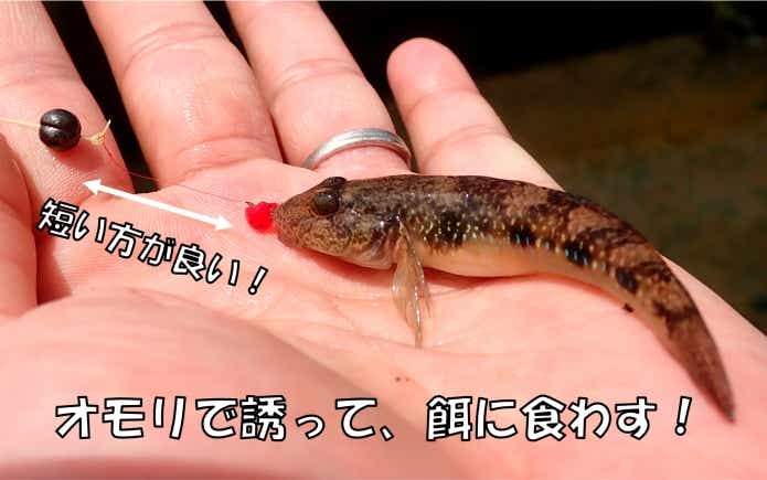ヨシノボリ釣り　コツ