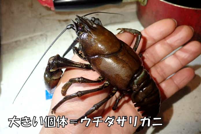 ウチダザリガニ