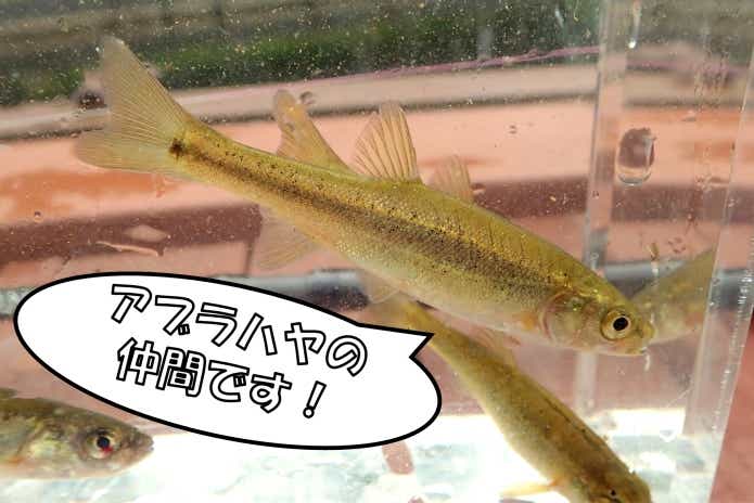 ヤチウグイ　チミケップ湖