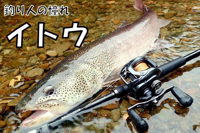 イトウ　北海道　釣り　幻