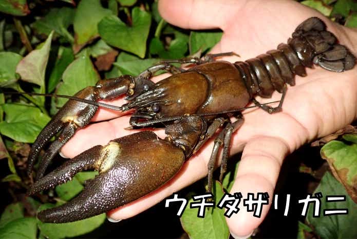 ウチダザリガニ