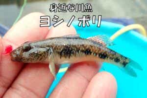 ヨシノボリ　釣り