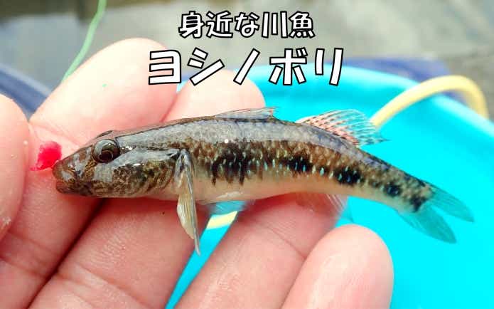 ハゼ釣り 川魚 小魚 仕掛け セット ハゼ タナゴ テナガエビ