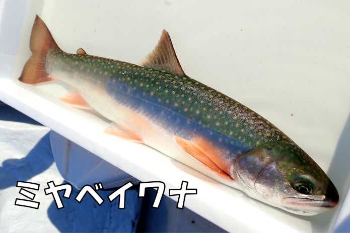 ミヤベイワナ