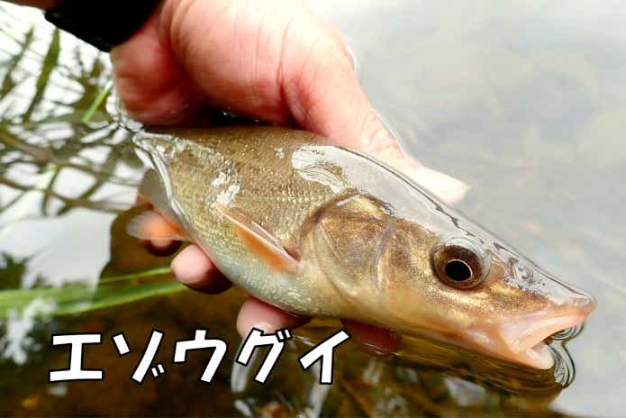 エゾウグイ　チミケップ湖
