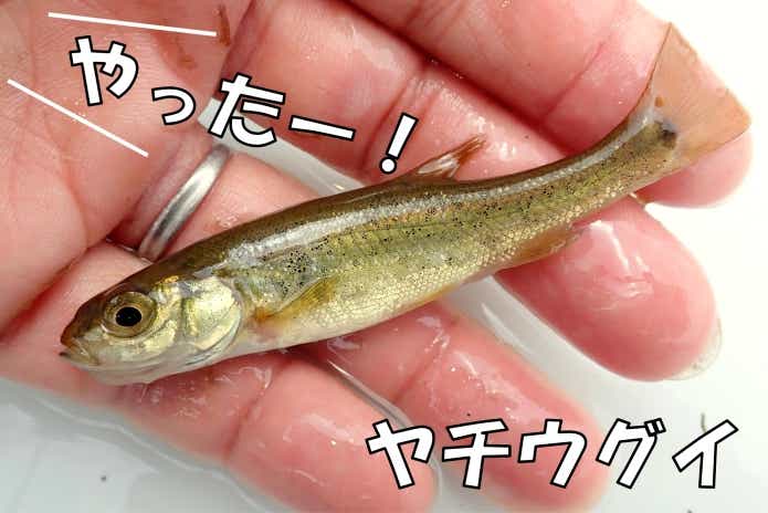 ヤチウグイ