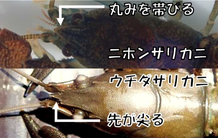 ニホンザリガニ　ウチダザリガニ　見分け方