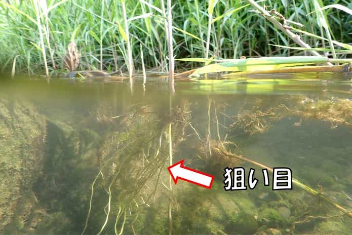 ヨシノボリ　捕まえ方　住処