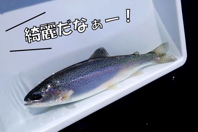 ブルーバックレインボー