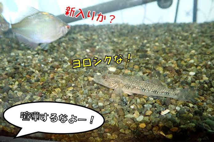 ヨシノボリ　混泳