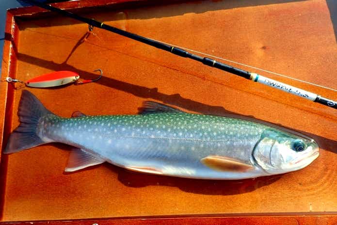 ミヤベイワナ　釣り