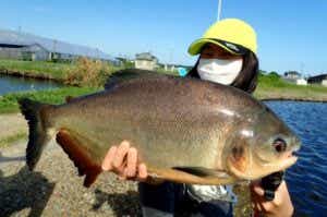 コロソマ　釣り