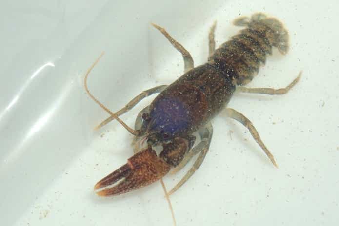 北海道　ニホンザリガニ