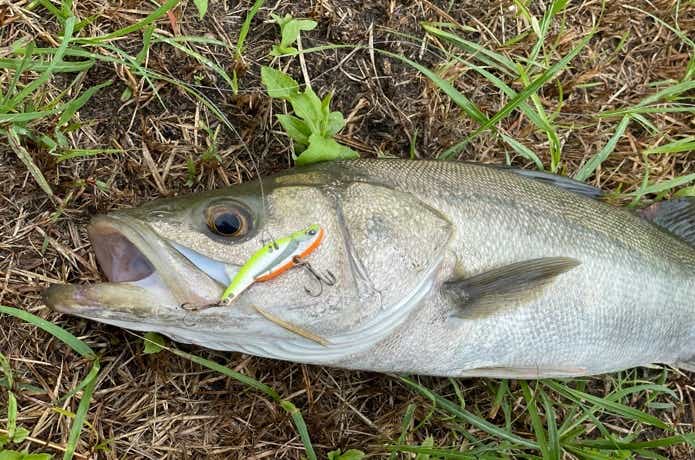 インパクトバーの釣果