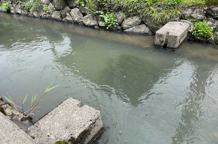 タナゴ釣りの画像