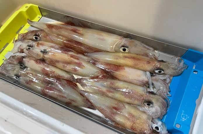墨袋キャッチャーの画像