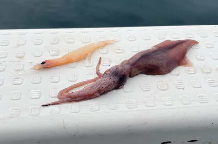 アマダイ釣りの画像