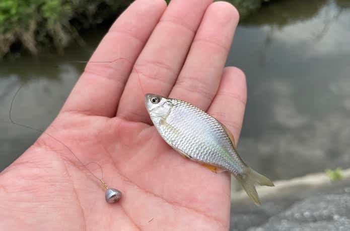 中通しタナゴ浮き極小15個(お買得) 赤黒く