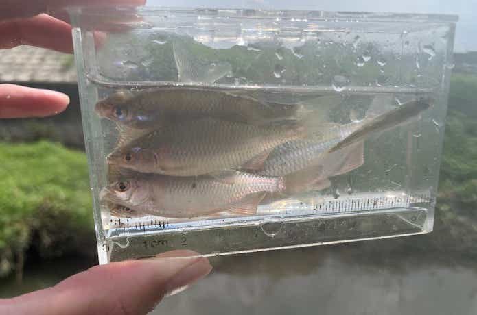 タナゴ釣りの画像