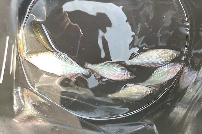タナゴ釣りの画像