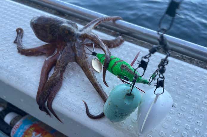 タコ釣りボールの画像