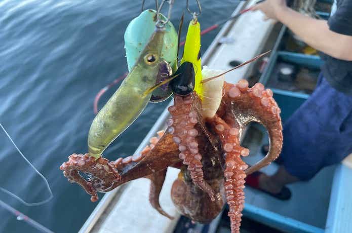 タコ釣りボールの画像