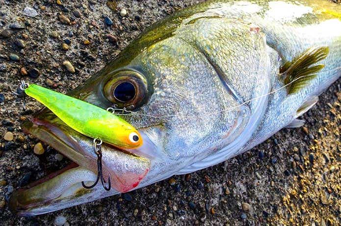 バイブレーションの釣果