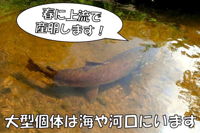 イトウ　習性　生態