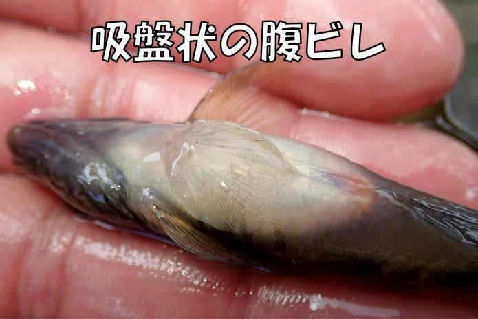 ヨシノボリ　特徴