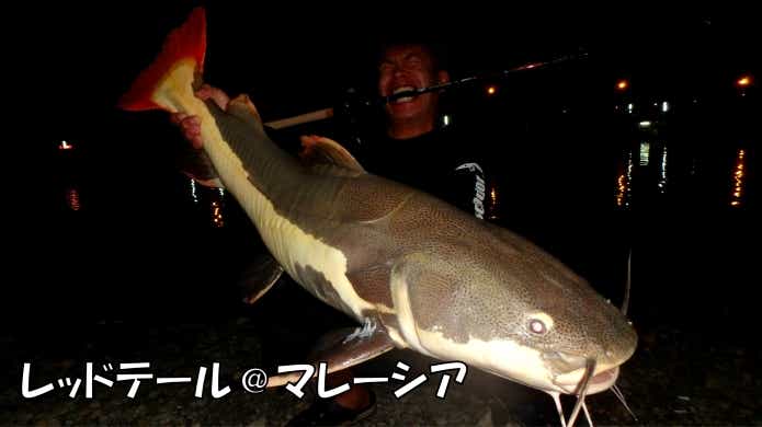 レッドテールキャット　怪魚　釣り堀