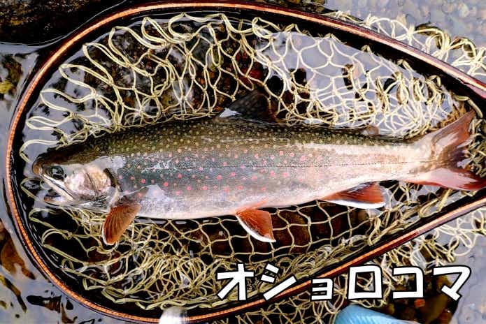 オショロコマ　ミヤベイワナ