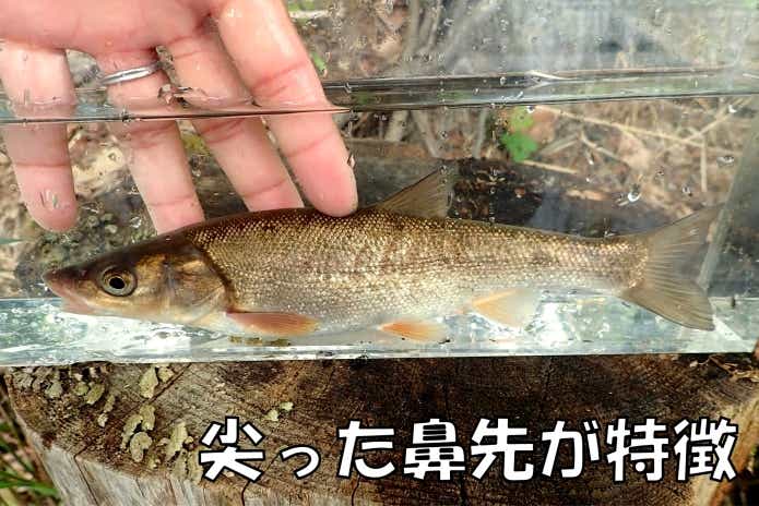 エゾウグイ