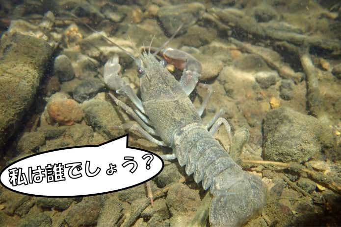 ウチダザリガニ　ニホンザリガニ　見分け方