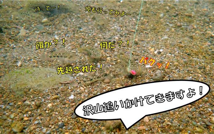 ヨシノボリ　釣り　好奇心