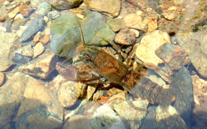 ニホンザリガニ】希少になってしまった在来種。アメリカザリガニの違いや見分け方について解説 | TSURI HACK[釣りハック]