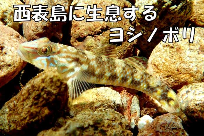 ヨシノボリ　生息域