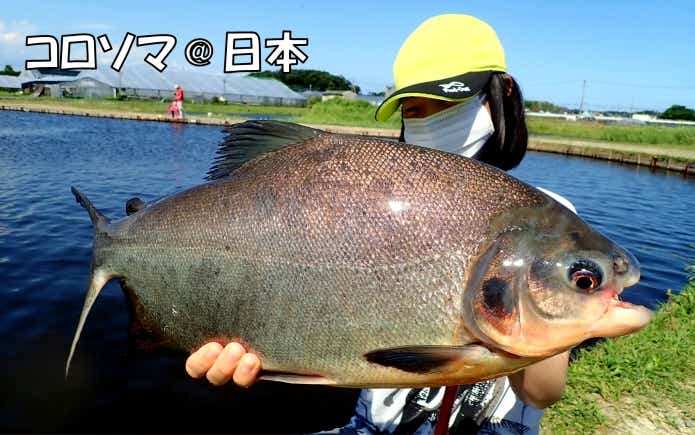 コロソマ　浜名湖府ィッシングリゾート