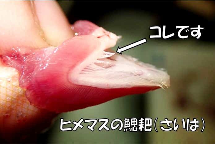オショロコマ　ミヤベイワナ　違い