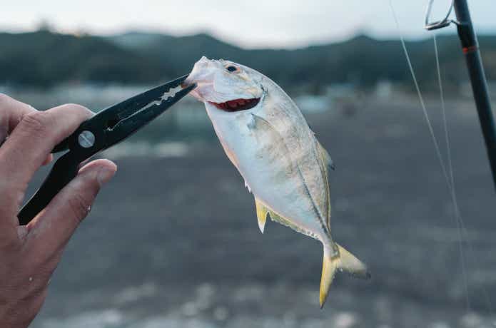 ライトカゴ釣りに挑戦。デカアジ・デカサバが釣れる？専用タックルなし