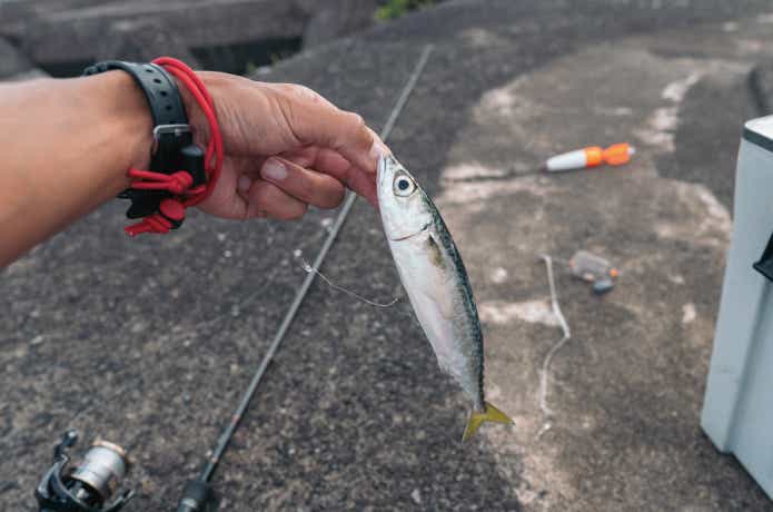 ライトカゴ釣りに挑戦。デカアジ・デカサバが釣れる？専用タックルなし