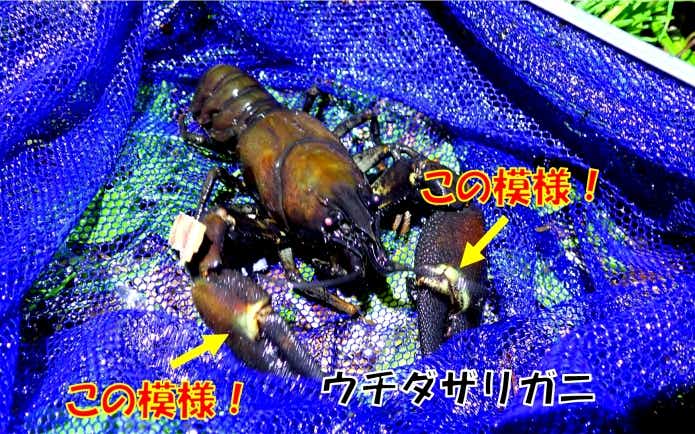 ウチダザリガニ　特徴　模様